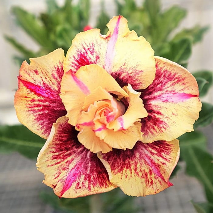 Adenium Obesum Desert Rose Seeds – Multi-Petals Desert Rose Flower Seeds for Garden Planting #201, 5 Seeds Pack