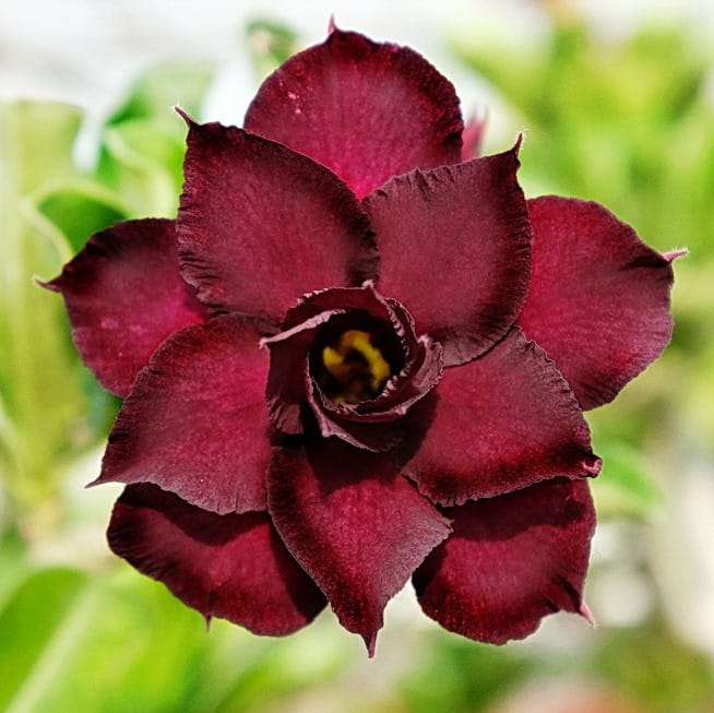 Adenium Obesum Desert Rose Seeds – Multi-Petals Desert Rose Flower Seeds for Garden Planting #202, 5 Seeds Pack