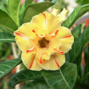 Adenium Obesum Desert Rose Seeds – Multi-Petals Desert Rose Flower Seeds for Garden Planting #203, 5 Seeds Pack