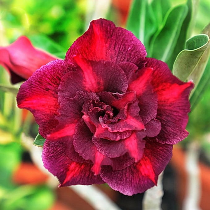 Adenium Obesum Desert Rose Seeds – Multi-Petals Desert Rose Flower Seeds for Garden Planting #204, 5 Seeds Pack