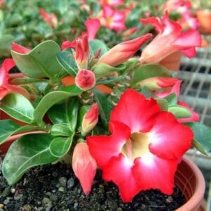 Adenium Obesum Desert Rose Seeds – Desert Rose Flower Seeds for Garden Planting #208, 5 Seeds Pack