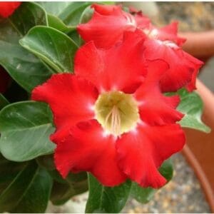 Adenium Obesum Desert Rose Seeds – Desert Rose Flower Seeds for Garden Planting #209, 5 Seeds Pack