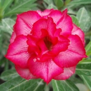 Adenium Obesum Desert Rose Seeds – Multi-Petals Pink Desert Rose Flower Seeds for Garden Planting #021, 5 Seeds Pack