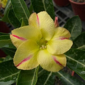 Adenium Obesum Desert Rose Seeds – Desert Rose Flower Seeds for Garden Planting #213, 5 Seeds Pack
