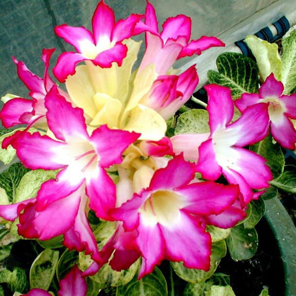 Adenium Obesum Desert Rose Seeds – Desert Rose Flower Seeds for Garden Planting #214, 5 Seeds Pack