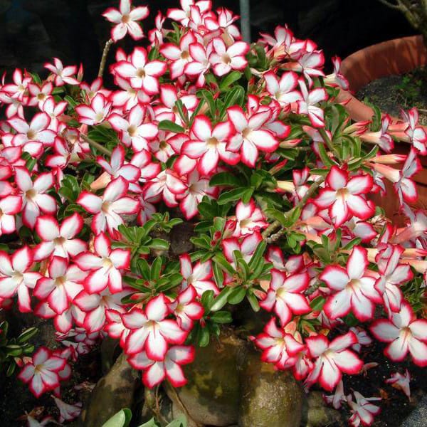 Adenium Obesum Desert Rose Seeds – Desert Rose Flower Seeds for Garden Planting #215, 5 Seeds Pack