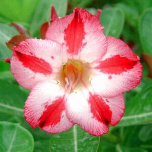 Adenium Obesum Desert Rose Seeds – Desert Rose Flower Seeds for Garden Planting #216, 5 Seeds Pack