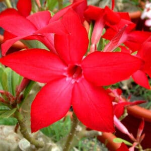 Adenium Obesum Desert Rose Seeds – Desert Rose Flower Seeds for Garden Planting #219, 5 Seeds Pack
