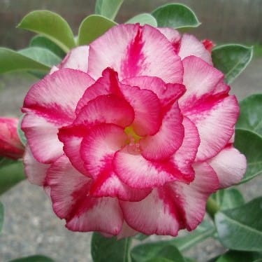 Adenium Obesum Desert Rose Seeds – Multi-Petals Pink Desert Rose Flower Seeds for Garden Planting #022, 5 Seeds Pack