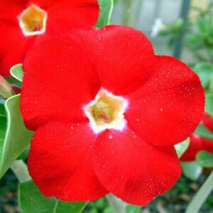 Adenium Obesum Desert Rose Seeds – Desert Rose Flower Seeds for Garden Planting #220, 5 Seeds Pack