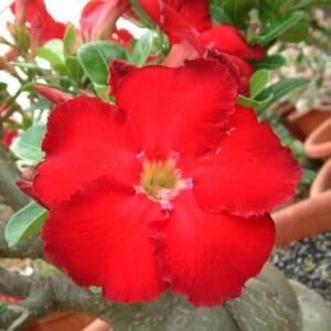 Adenium Obesum Desert Rose Seeds – Desert Rose Flower Seeds for Garden Planting #222, 5 Seeds Pack
