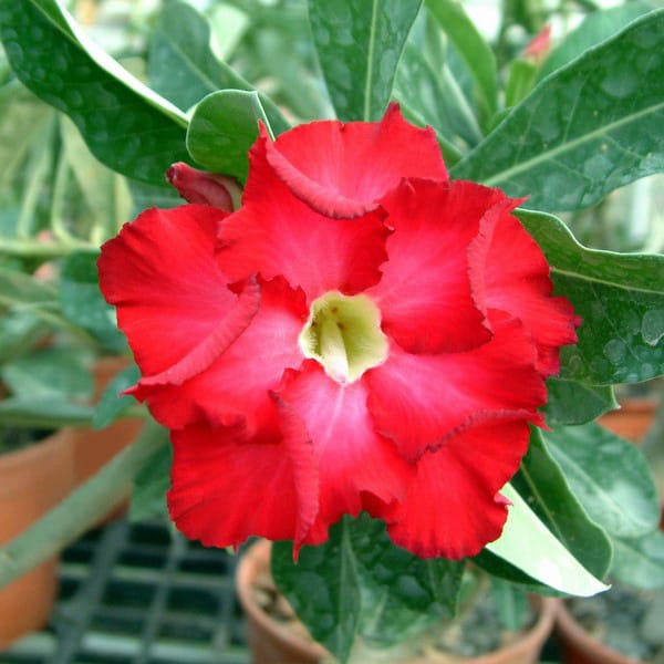 Adenium Obesum Desert Rose Seeds – Multi-Petals Desert Rose Flower Seeds for Garden Planting #223, 5 Seeds Pack