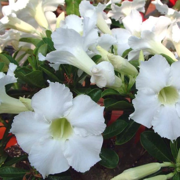 Adenium Obesum Desert Rose Seeds – Desert Rose Flower Seeds for Garden Planting #227, 5 Seeds Pack