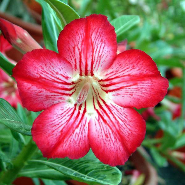 Adenium Obesum Desert Rose Seeds – Desert Rose Flower Seeds for Garden Planting #228, 5 Seeds Pack