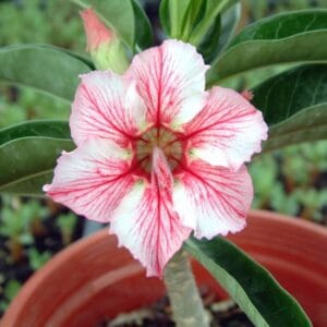 Adenium Obesum Desert Rose Seeds – Desert Rose Flower Seeds for Garden Planting #230, 5 Seeds Pack