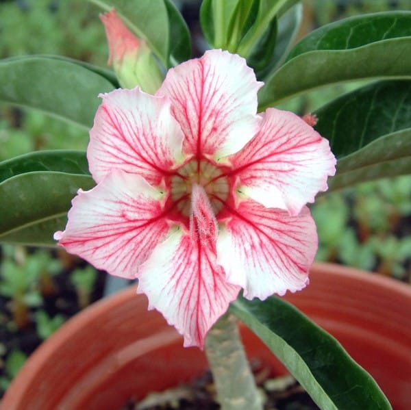 Adenium Obesum Desert Rose Seeds – Desert Rose Flower Seeds for Garden Planting #230, 5 Seeds Pack