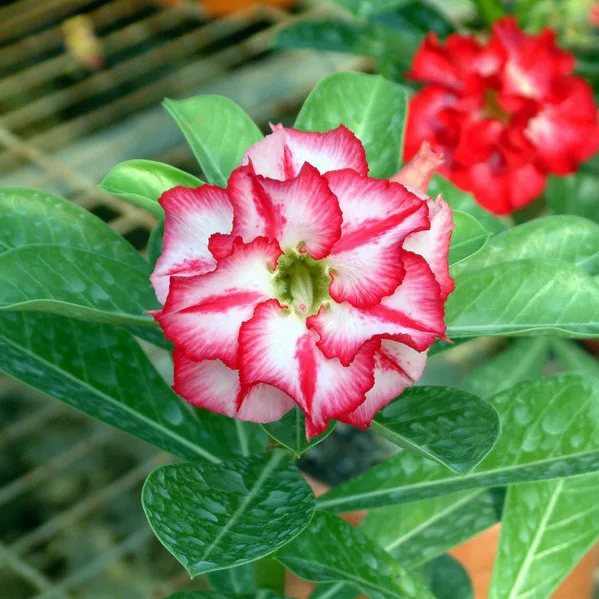 indoor automatic watering system for potted plants WiFi Automatic Watering System For Indoor Potted Plants  RainPoint