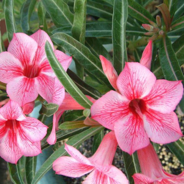 Adenium Obesum Desert Rose Seeds – Desert Rose Flower Seeds for Garden Planting #234, 5 Seeds Pack