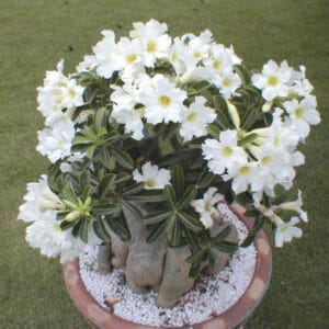 Adenium Obesum Desert Rose Seeds – Desert Rose Flower Seeds for Garden Planting #238, 5 Seeds Pack