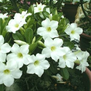 Adenium Obesum Desert Rose Seeds – Desert Rose Flower Seeds for Garden Planting #242, 5 Seeds Pack