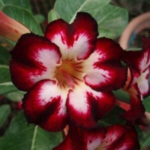 Adenium Obesum Desert Rose Seeds – Desert Rose Flower Seeds for Garden Planting #244, 5 Seeds Pack