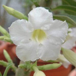 Adenium Obesum Desert Rose Seeds – Desert Rose Flower Seeds for Garden Planting #247, 5 Seeds Pack