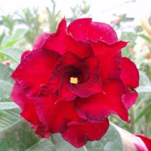 Adenium Obesum Desert Rose Seeds – Red Desert Rose Flower Seeds for Garden Planting #025, 5 Seeds Pack