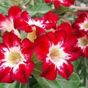 Adenium Obesum Desert Rose Seeds – Red and White Center Desert Rose Flower Seeds for Garden Planting #026, 5 Seeds Pack