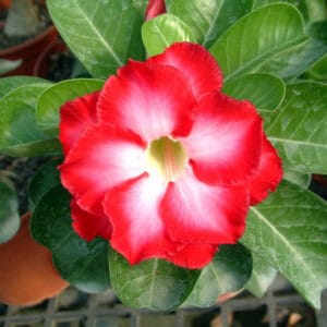 Adenium Obesum Desert Rose Seeds – Multi-Petals Red Desert Rose Flower Seeds for Garden Planting #027, 5 Seeds Pack