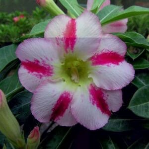 Adenium Obesum Desert Rose Seeds – White and Pink Stripe Desert Rose Flower Seeds for Garden Planting #028, 5 Seeds Pack