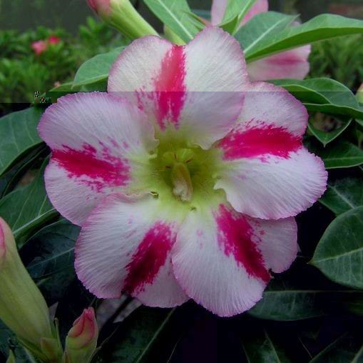 Adenium Obesum Desert Rose Seeds – White and Pink Stripe Desert Rose Flower Seeds for Garden Planting #028, 5 Seeds Pack