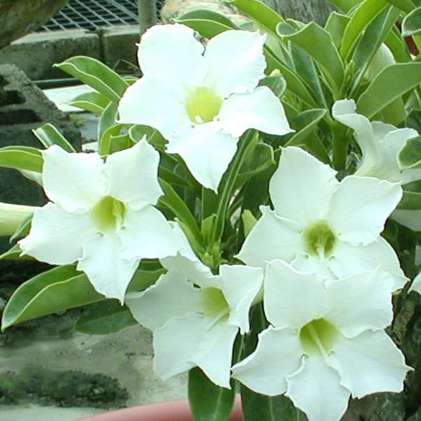 Adenium Obesum Desert Rose Seeds – White Desert Rose Flower Seeds for Garden Planting #029, 5 Seeds Pack