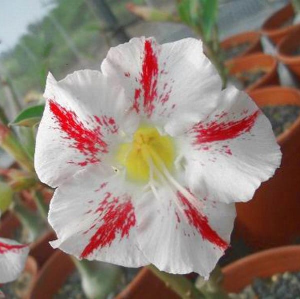 Adenium Obesum Desert Rose Seeds – White and Red Stripe Desert Rose Flower Seeds for Garden Planting #030, 5 Seeds Pack