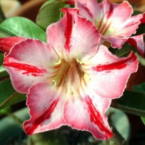 Adenium Obesum Desert Rose Seeds – Red Desert Rose Flower Seeds for Garden Planting #031, 5 Seeds Pack