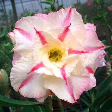 Adenium Obesum Desert Rose Seeds – Multi-Petals White and Red Stripe Desert Rose Flower Seeds for Garden Planting #035, 5 Seeds Pack