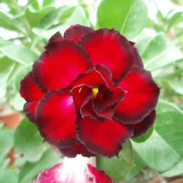 Adenium Obesum Desert Rose Seeds – Multi-Petals Red Desert Rose Flower Seeds for Garden Planting #042, 5 Seeds Pack