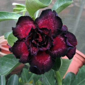 Adenium Obesum Desert Rose Seeds – Multi-Petals Black Desert Rose Flower Seeds for Garden Planting #041, 5 Seeds Pack