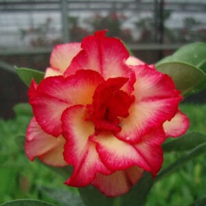 Adenium Obesum Desert Rose Seeds – Multi-Petals Salmon Desert Rose Flower Seeds for Garden Planting #044, 5 Seeds Pack