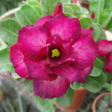 Adenium Obesum Desert Rose Seeds – Multi-Petals Purple Desert Rose Flower Seeds for Garden Planting #045, 5 Seeds Pack