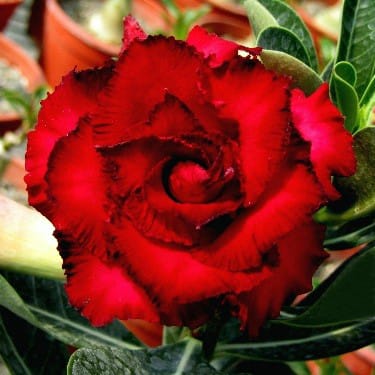 Adenium Obesum Desert Rose Seeds – Multi-Petals Red Desert Rose Flower Seeds for Garden Planting #047, 5 Seeds Pack