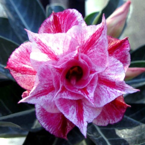 Adenium Obesum Desert Rose Seeds – Multi-Petals Dark Purple Desert Rose Flower Seeds for Garden Planting #050, 5 Seeds Pack