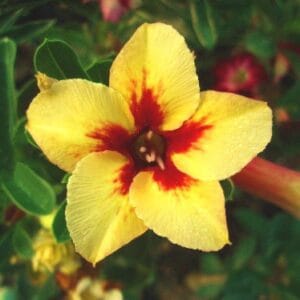 Adenium Obesum Desert Rose Seeds – Yellow Desert Rose Flower Seeds for Garden Planting #056, 5 Seeds Pack