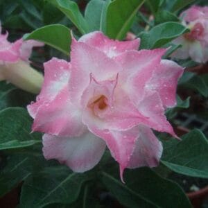 Adenium Obesum Desert Rose Seeds – Multi-Petals Pink Desert Rose Flower Seeds for Garden Planting #058, 5 Seeds Pack