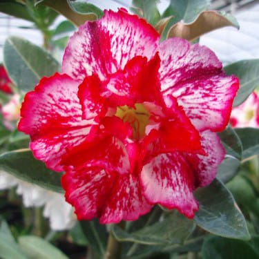 Adenium Obesum Desert Rose Seeds – Multi-Petals Pink Desert Rose Flower Seeds for Garden Planting #060, 5 Seeds Pack