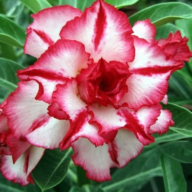 Adenium Obesum Desert Rose Seeds – Multi-Petals Desert Rose Flower Seeds for Garden Planting #068, 5 Seeds Pack