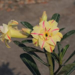 Adenium Obesum Desert Rose Seeds – Multi-Petals Desert Rose Flower Seeds for Garden Planting #083, 5 Seeds Pack
