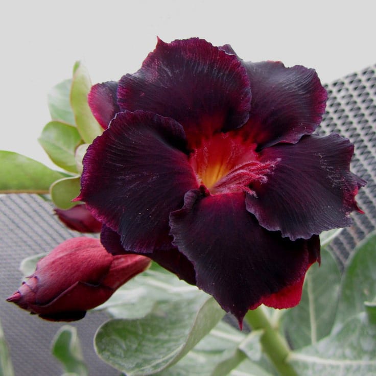 Adenium Obesum Desert Rose Seeds – Multi-Petals Desert Rose Flower Seeds for Garden Planting #084, 5 Seeds Pack
