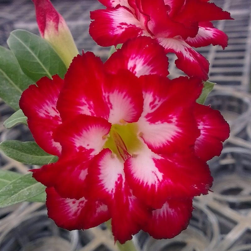 Adenium Obesum Desert Rose Seeds – Multi-Petals Desert Rose Flower Seeds for Garden Planting #085, 5 Seeds Pack