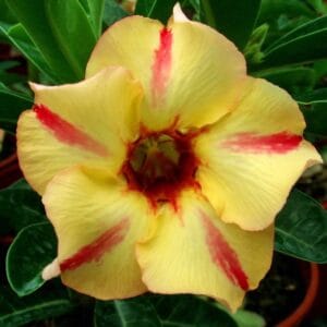 Adenium Obesum Desert Rose Seeds – Desert Rose Flower Seeds for Garden Planting #086, 5 Seeds Pack