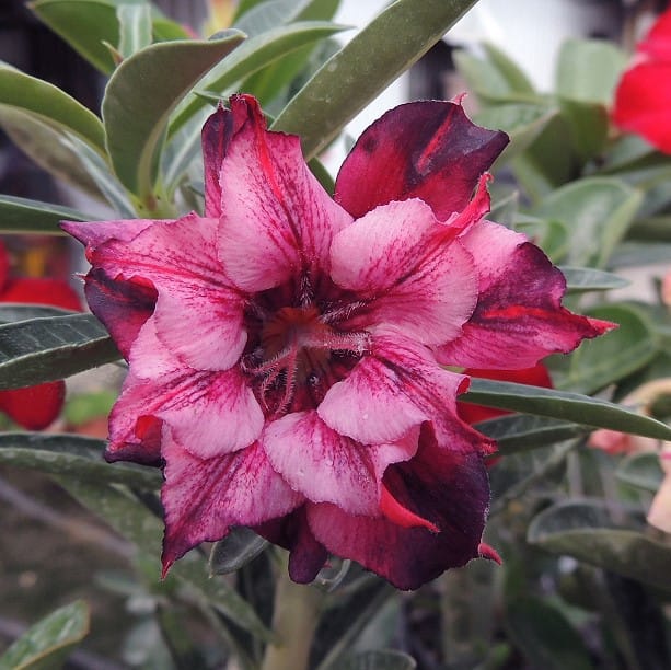Adenium Obesum Desert Rose Seeds – Multi-Petals Desert Rose Flower Seeds for Garden Planting #087, 5 Seeds Pack